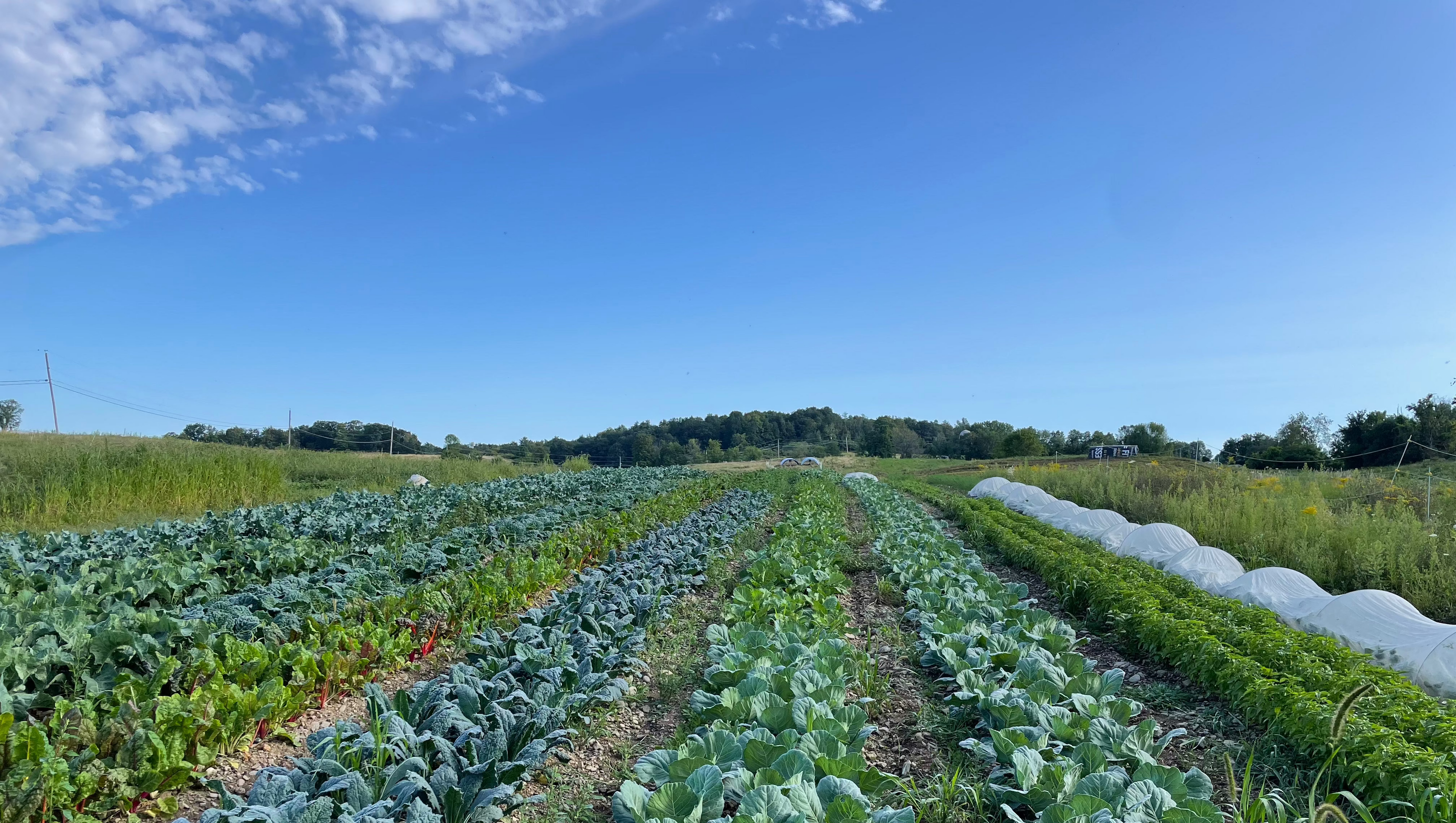 Image of farm with rows of produce and vegetables